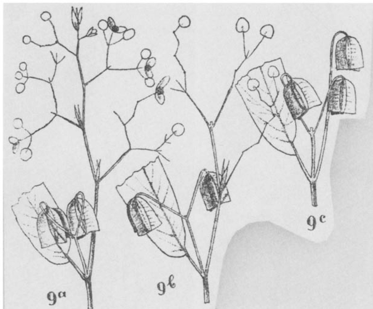 B. glabricaulis var. glabricaulis